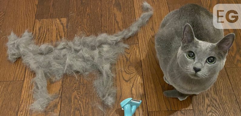Riyadh Khalaf gives cat unintentional lockdown haircut