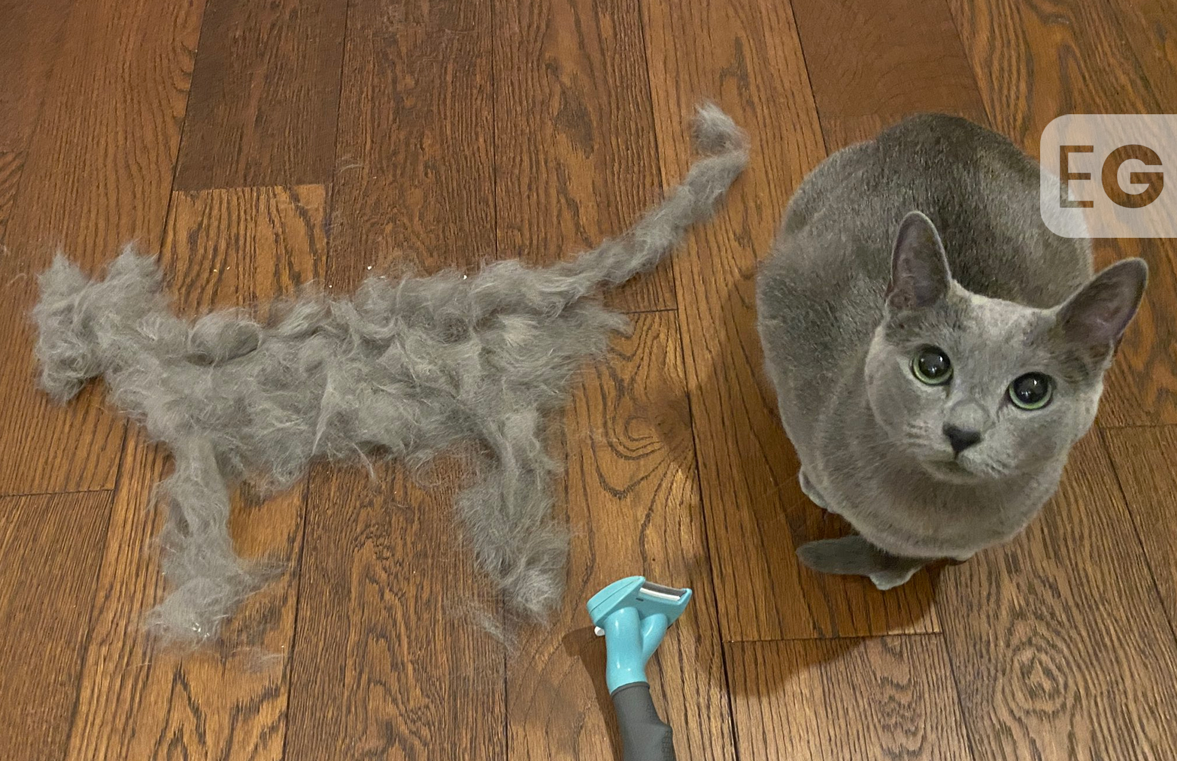 Riyadh Khalaf gives cat unintentional lockdown haircut